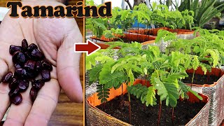 How to grow tamarind from seed to harvest on rooftop garden [upl. by Ardekan]