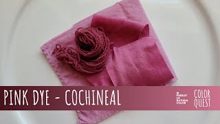 HOW TO MAKE PINK DYE WITH COCHINEAL  ORGANIC COLOR  WOOL SILK COTTON  RAINBOW PALETTE [upl. by Krucik]