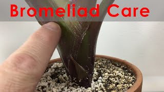 Bromeliad Propagation and Care Update with progression Keeping leaves clean and flowering [upl. by Grube]