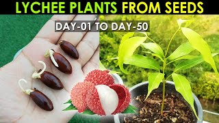 LYCHEE Plant Seed Germination  How to Grow Lychee Plant from Seed By SproutingSeeds [upl. by Kaila]