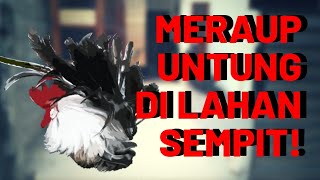 MERAUP UNTUNG DI LAHAN SEMPIT  Berternak Ayam Kate Ayam Hias Indonesia di Lahan Sempit [upl. by Odarnoc]