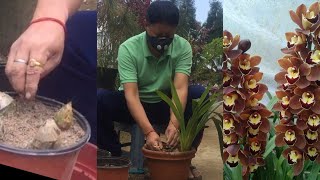 HOW TO PLANT CYMBIDIUM ORCHID FROM ITS BACK BULB plantcare orchid [upl. by Tempest]