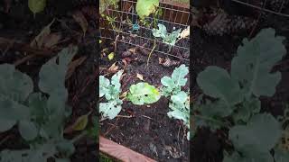 Brassicas update [upl. by Tim]