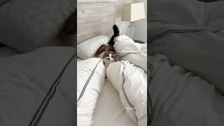 Cat Enrichment Challenge Making the Bed cat catenrichment ragdolls [upl. by Oeramed949]