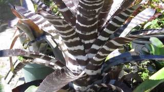 Aechmea bromeliads explained care maintenance light water requirements [upl. by Kono75]