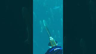 Cobia farm spearfishing cobia bullshark sharks fishing florida atlantic grouper [upl. by Carnes631]