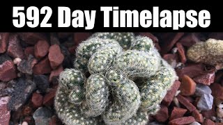 Mammillaria elongata Cristata 592 Day Timelapse [upl. by Shannan68]