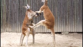 Kangaroos Fighting Kangaroo Battles [upl. by Arlette]