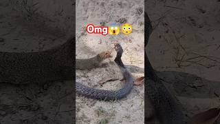 COBRA vs MONGOOSE😱😲 venomoussnakeanimals venomouscobracobra nonvenomoussnakewildlife venomous [upl. by Waki]