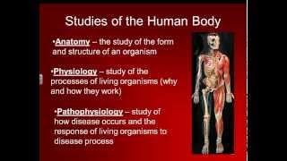 Basic Structure of the Human Body [upl. by Michaele]