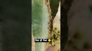 पैसा ही पैसा plants gardening garden tamil plantfarming gardeningtips nature agriculture [upl. by Adnoved807]