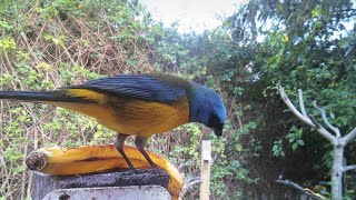 Backyard Birds 27  Colorful Tropical Scrub Tanagers bright tropical scrub tanagers [upl. by Olenka]