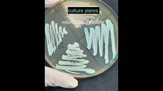 bacterial culture plates  pure culture of bacteria microbiology  microbiologylab shorts short [upl. by Ahsinar]