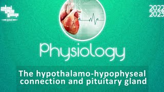 L 2 pituitary gland hypothalamo hypophyseal connection physiology [upl. by Irrej]