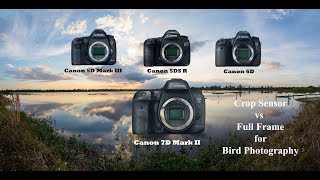 Crop Sensor vs Full Frame for Bird Photography [upl. by Barthel]