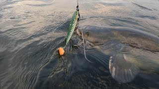 Сом на Big Bait Daiwa Tournament Duckfin Shad [upl. by Sirovaj494]