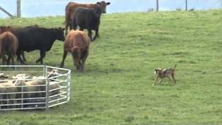 Catahoula working cows in EU [upl. by Annid]