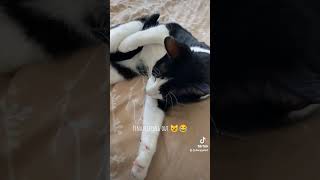 Fina flipping out 😂 funny  crazycatcatricks [upl. by Boorer]