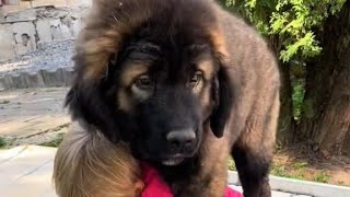 Caucasian Shepherd Puppy 🥰 [upl. by Ecnarual541]