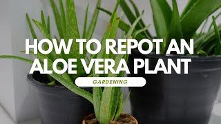 How To Repot An Aloe Vera Plant [upl. by Aicilla]