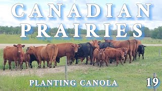 CANADIAN PRAIRIES 19 Planting Canola  fs22 [upl. by Ab]