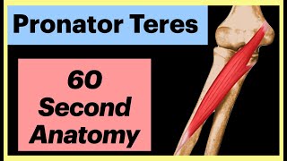 Pronator Teres 60 second Anatomy Shorts Anatomy MedicalStudent [upl. by Joseito455]