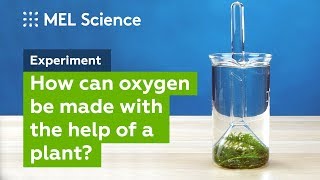 quotPhotosynthesisquot experiment How to make oxygen at home [upl. by Nerrej]