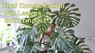 How to Grow Monstera Thai Constellation Indoors │ Tips Challenges and Success [upl. by Ddart]