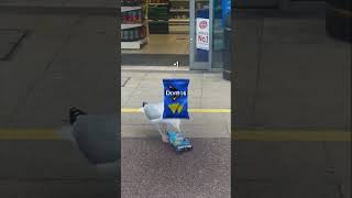 🐦 Seagull steals Doritos 🛒 shorts [upl. by Alel]