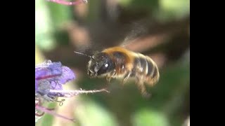 Gouden slakkenhuisbij Osmia aurulenta vrouwtje [upl. by Etak736]