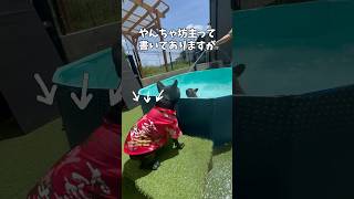 ビビりの末っ子の背中には😁プール遊び フレブルフレンチブルドッグ 多頭飼いfrenchbulldogfrebulldog shortsshortsvideo [upl. by Sewell701]