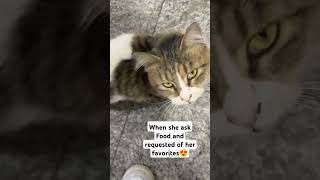 Asking food requested granted😊 subscribe everyoneeverywhere cat catlover everyone [upl. by Tiffi]