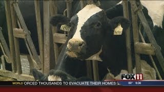 Biodigester coming to states largest dairy farm [upl. by Aivle]