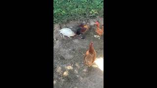 Poule VS Coq 10 pour la poule Coq KO  CHICKENS FIGHT [upl. by Corri]