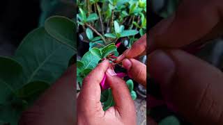 Adenium Plant Polination jarif gardening [upl. by Scrope]