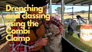 Drenching and Classing using the Combi Clamp Sheep Handler [upl. by Hallsy]