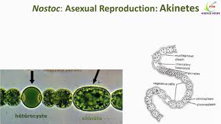 Nostoc ReproductionEconomic Importance of NostocSystematic position of NostocNostoc [upl. by Pufahl]