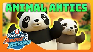 Octonauts Above amp Beyond  🐯 Animal Antics 🐾  Compilation  Octonauts​ [upl. by Ten644]