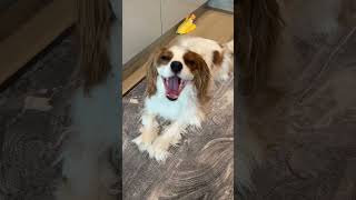 Cavalier King Charles spaniel whineyawning [upl. by Jaime]