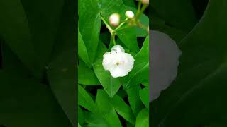 Arrowhead Sagittaria Latifolia [upl. by Notsniw604]