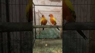 sun conure talking 401 sunconure smallparrot talkingparrot talkingbird birdtricks petparrots [upl. by Almire]