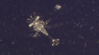 Why Are Plankton the Most Vital Organisms on Earth  BBC Earth [upl. by Rooker]