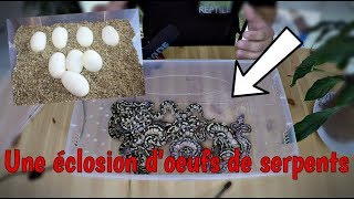 Jai incubé des oeufs de serpent  éclosion doeufs de bébé python [upl. by Loziram]