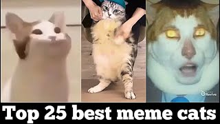 Top 25 best meme cats [upl. by Blessington78]