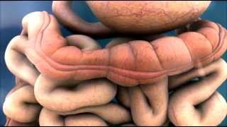 3D Medical Animation  Peristalsis in Large IntestineBowel  ABP © [upl. by Onitnevuj]