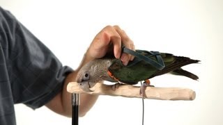 Get Parrot Comfortable with a Harness  Parrot Training [upl. by Halas764]