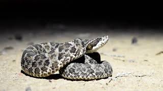 Bothrops erythromelas jararacadaseca [upl. by Ydollem]