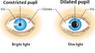 Eye structure amp iris reflex for IGCSE Biology [upl. by Brodeur760]