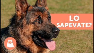 10 COSE CHE NON SAPEVI sul PASTORE TEDESCO 🐕 Fatti che ti sorprenderanno [upl. by Karilla]