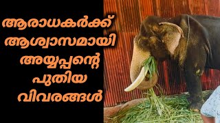 അയ്യപ്പൻ എത്രയും വേഗം തിരികെ എത്തുമോ mangalamkunnu ayyappan elephant [upl. by Cagle]